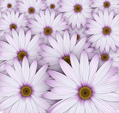 Pink chrysanthemum background vectors 01