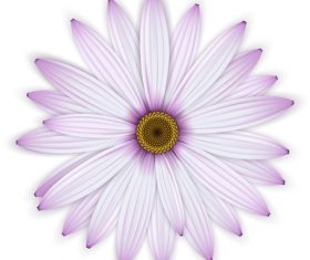 Pink chrysanthemum background vectors 03