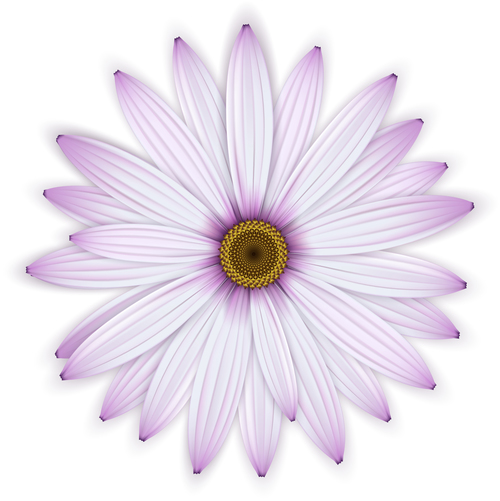 Pink chrysanthemum background vectors 03
