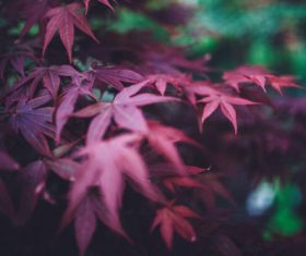 Red leaves Stock Photo