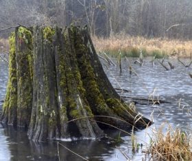 Residual roots in the river Stock Photo