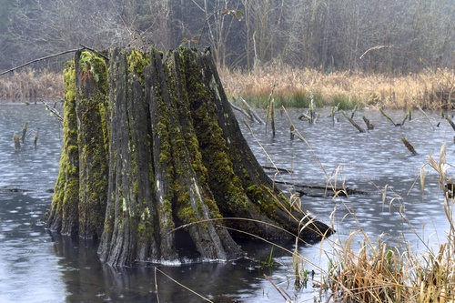 Residual roots in the river Stock Photo