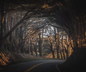 Road shading trees Stock Photo