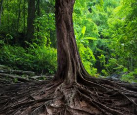 Robust a tree root Stock Photo 01