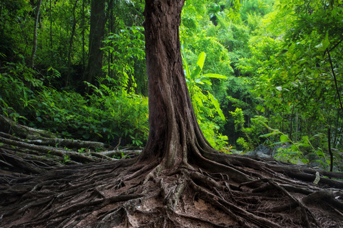 Robust a tree root Stock Photo 01
