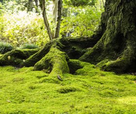 Robust a tree root Stock Photo 02