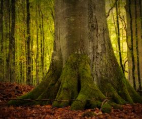 Robust a tree root Stock Photo 03