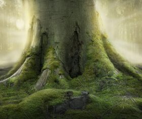 Robust a tree root Stock Photo 04