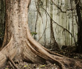 Robust a tree root Stock Photo 05