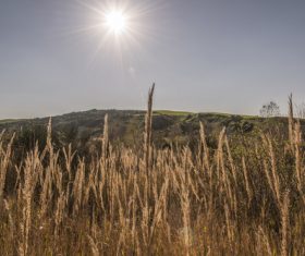 Simple and natural scenery of the fields Stock Photo