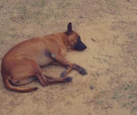 Sleeping dog Stock Photo