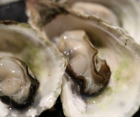 Steamed oyster Stock Photo 02