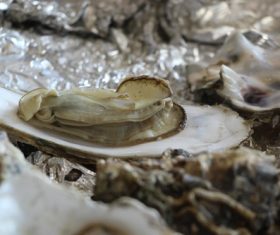 Steamed oyster Stock Photo 03