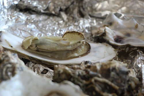 Steamed oyster Stock Photo 03
