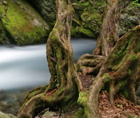 Stream and old tree roots Stock Photo 01