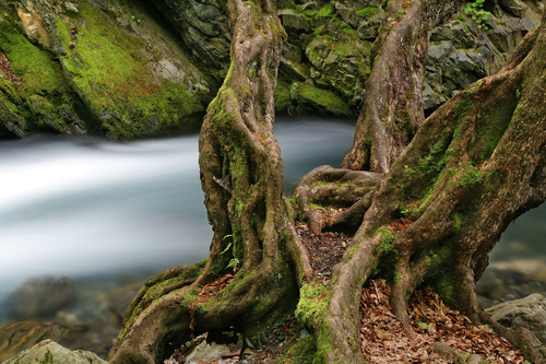 Stream and old tree roots Stock Photo 01