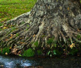 Stream and old tree roots Stock Photo 02