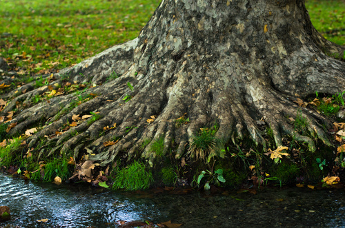 Stream and old tree roots Stock Photo 02