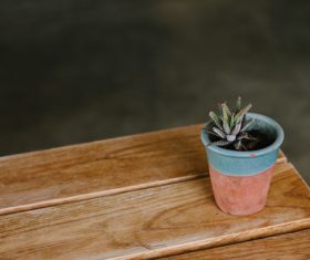 Succulents on the desktop Stock Photo