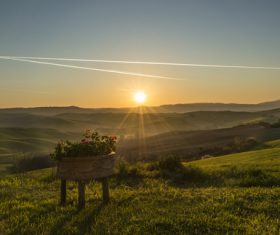 Sunny lush field scenery Stock Photo 01