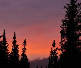 Tall trees at dark sunset Stock Photo