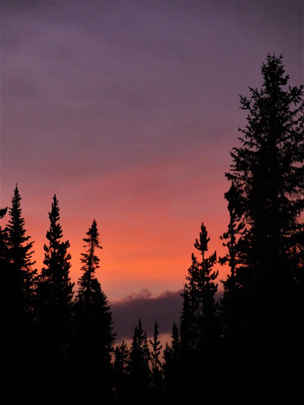 Tall trees at dark sunset Stock Photo