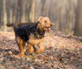 Teddy dog playing on the grass Stock Photo
