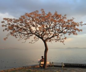 The old man reads the newspaper on the bench under the tree Stock Photo