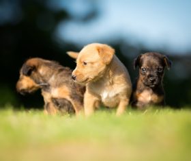Three cute puppies on the grass Stock Photo