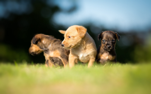 Three cute puppies on the grass Stock Photo