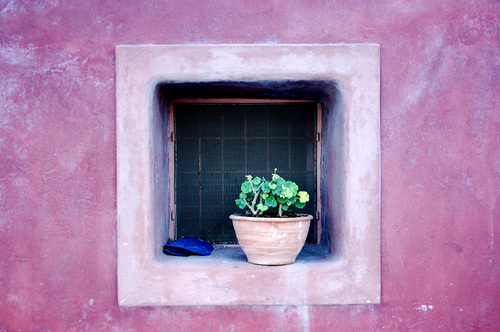 Tiny tree pot on square window Stock Photo