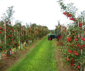 Tomato farmland Stock Photo