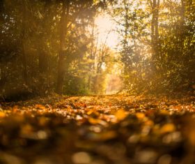 Tranquil forest path Stock Photo
