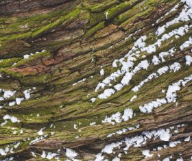Tree Snow Background Stock Photo