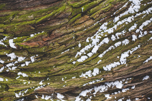 Tree Snow Background Stock Photo