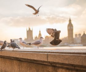 Urban pigeons and seabirds Stock Photo