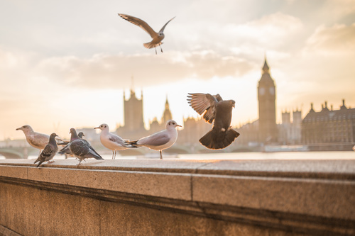 Urban pigeons and seabirds Stock Photo