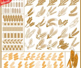 Vector wheat design illustration