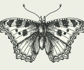 Vintage butterfly illustration vector