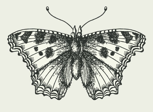 Vintage butterfly illustration vector