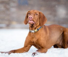 Vizsla playing on the snow Stock Photo