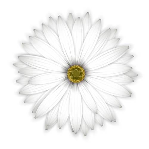White chrysanthemum background vectors 01