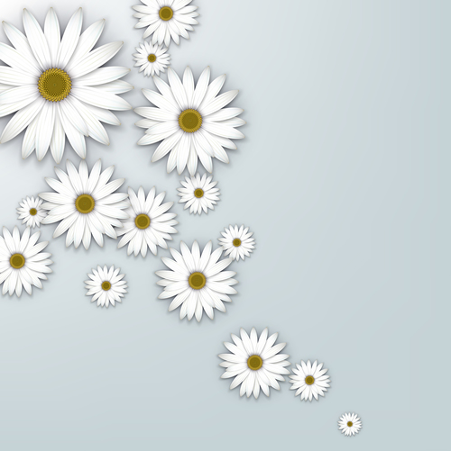 White chrysanthemum background vectors 02