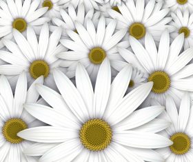 White chrysanthemum background vectors 04