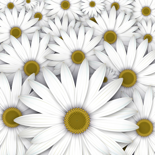 White chrysanthemum background vectors 04
