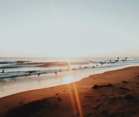 Wild birds flock on wavy sea at sunset Stock Photo
