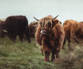 Wild cows herd on grassland Stock Photo