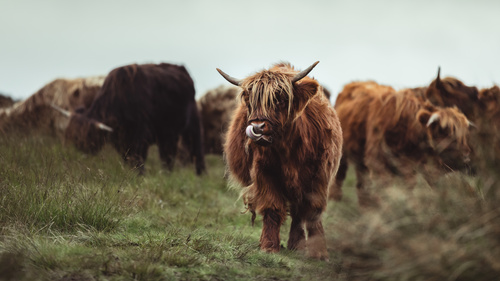 Wild cows herd on grassland Stock Photo