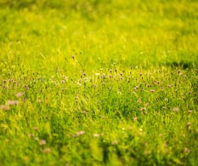 Wild flowers Stock Photo