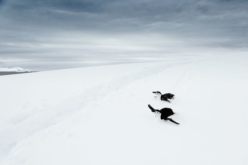 Wild penguines on cold snow land Stock Photo